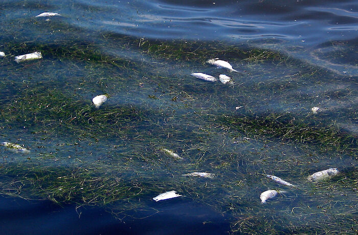 Low dissolved oxygen levels can lead to fish kills, like this one in the Choptank River.