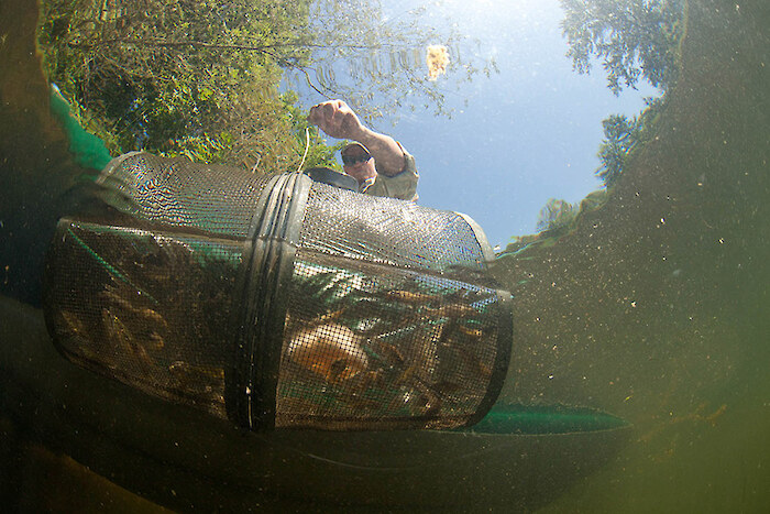 Photo courtesy of Dave Herasimischuk (Freshwaters Illustrated).
